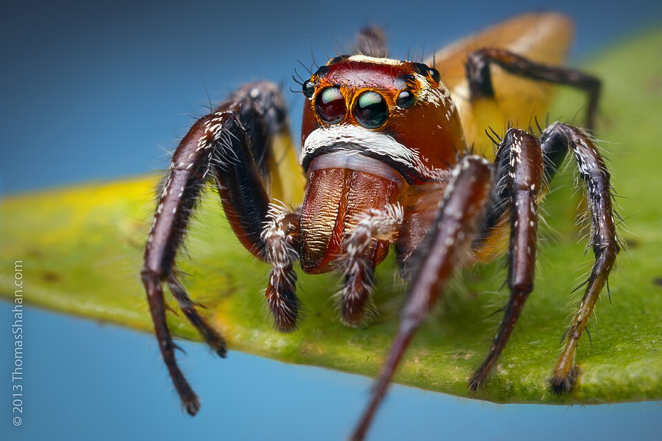 Sylvan jumping spider (Colonus sylvanus)