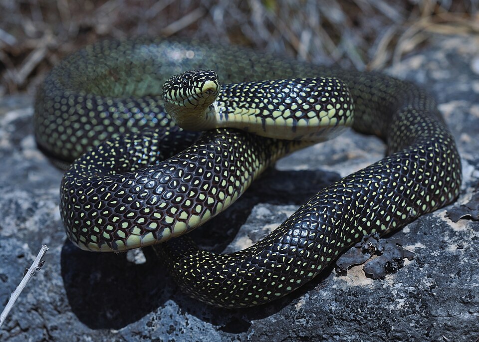 Speckled kingsnake (Lampropeltis holbrooki)