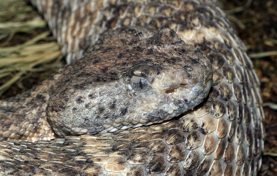 Panamint rattlesnake (Crotalus stephensi)