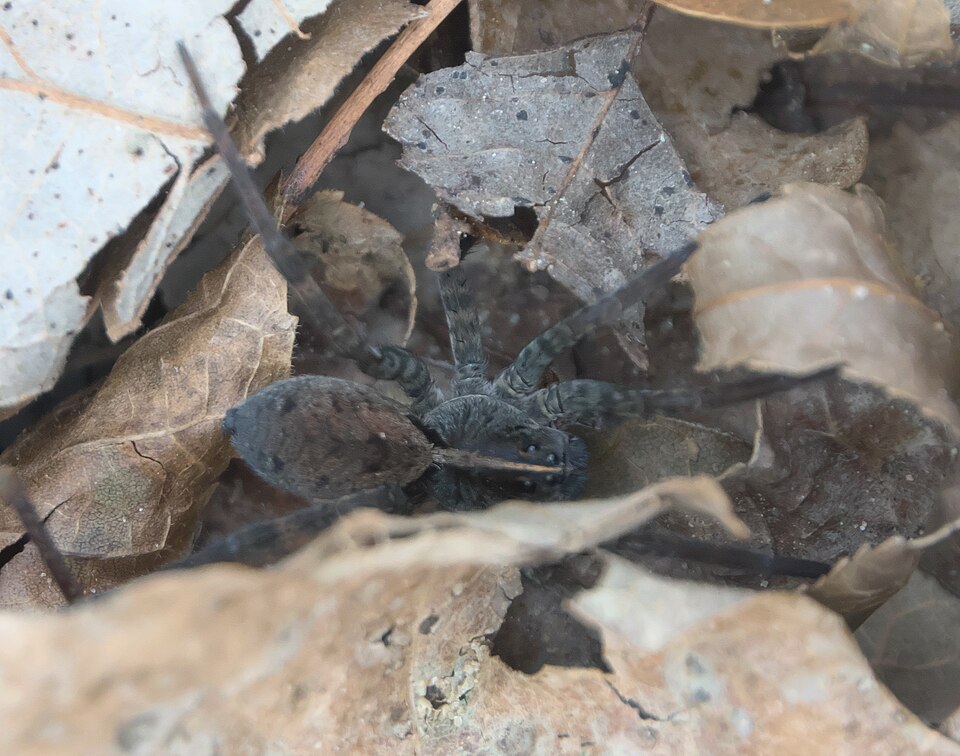 Georgia wolf spider (Tigrosa georgicola)