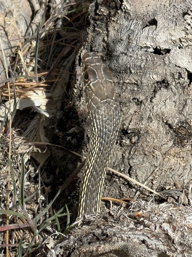 Striped whipsnake (Masticophis taeniatus)