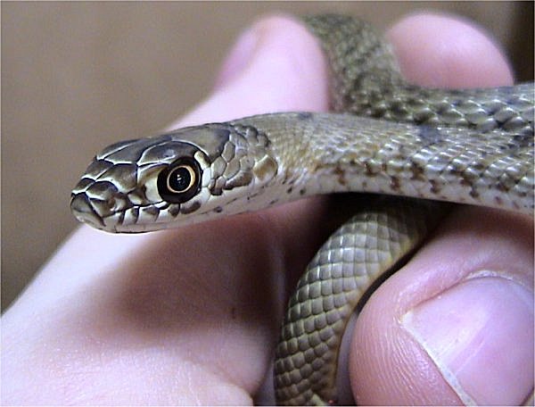 Coachwhip (Masticophis flagellum)