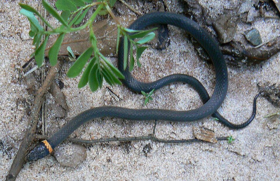 Ring-necked snake (Diadophis punctatus)