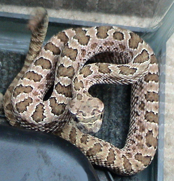 Prairie rattlesnake (Crotalus viridis)