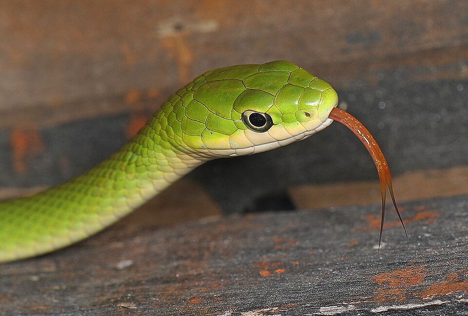 Rough greensnake (Opheodrys aestivus)