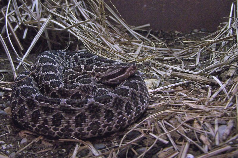 Eastern massasauga (Sistrurus catenatus)
