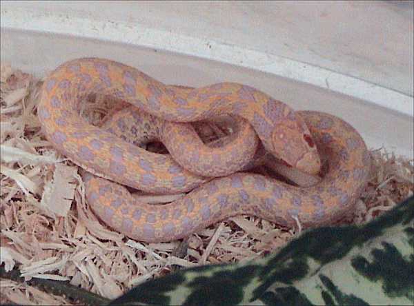 Checkered garter snake (Thamnophis marcianus)