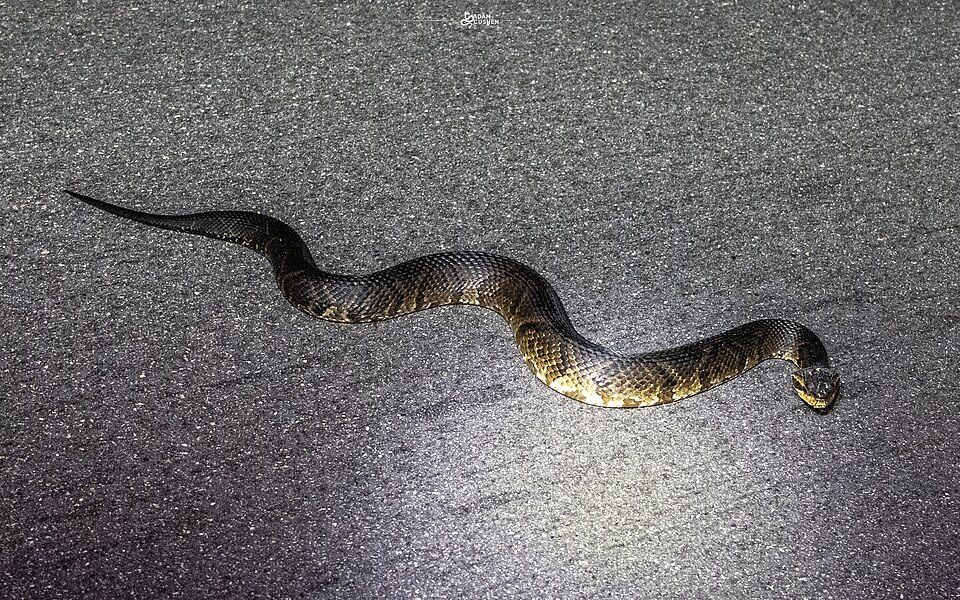 Florida cottonmouth (Agkistrodon conanti)