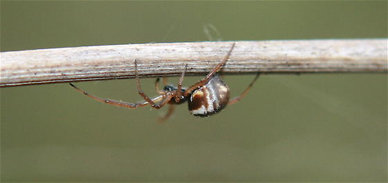 Bowl and doily spider (Frontinella pyramitela)