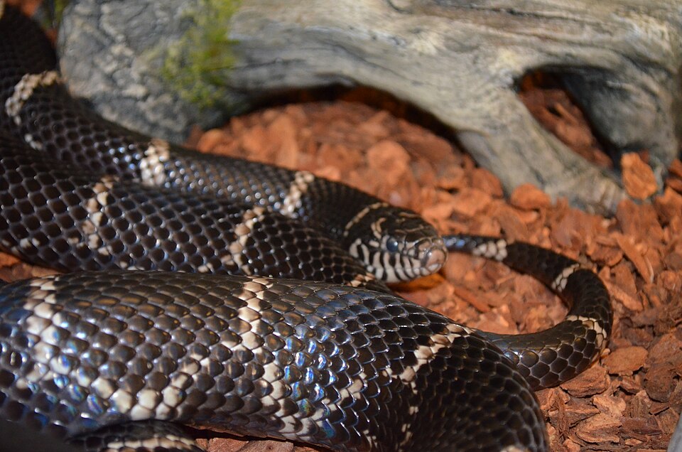Eastern kingsnake (Lampropeltis getula)
