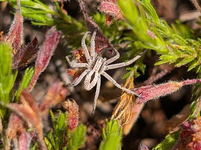 Thanatus formicinus