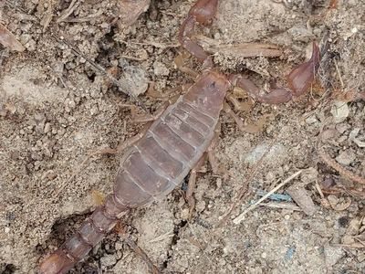 Santa Catalina Island scorpion