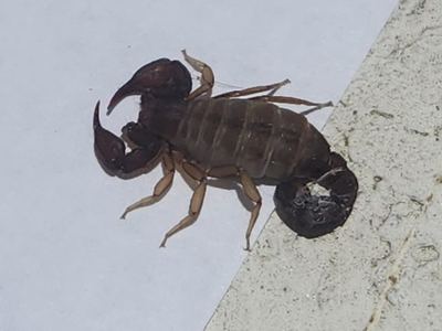 Catalinia castanea