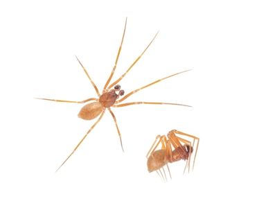Oaphantes cryophilus