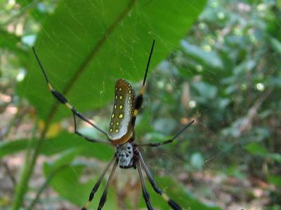 American golden orb weaver