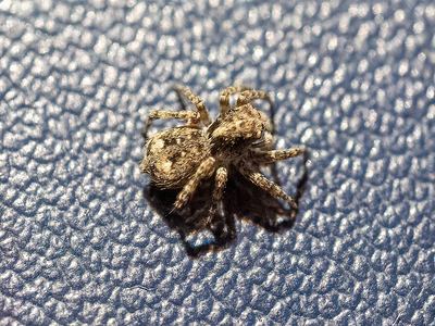 Asian wall jumper