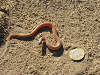 Sand snake