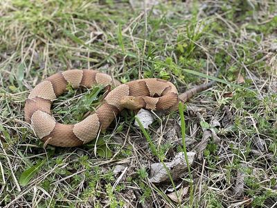 Broad-banded copperhead