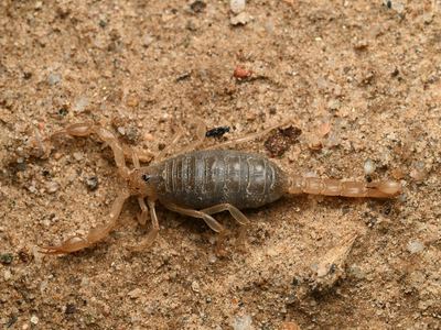 Koehn Lake scorpion