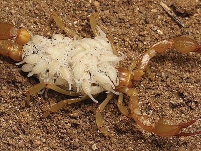 Soda Lake scorpion