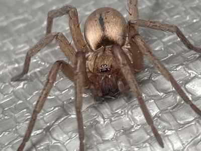 Related species: Drassodes neglectus