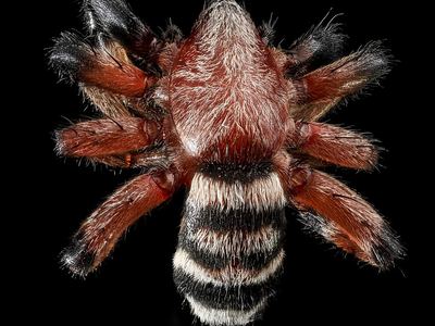 Variegated ground spider