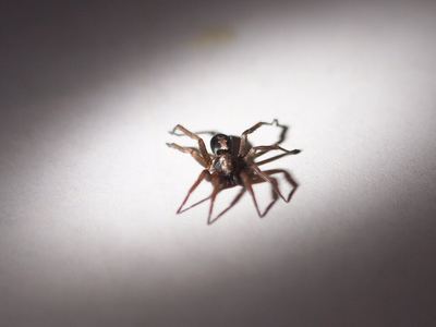 Western parson spider