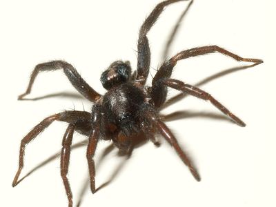 Parson spider