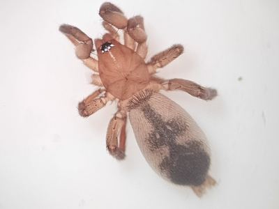 Drassyllus aprilinus