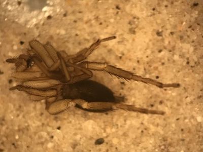 Drassyllus dromeus