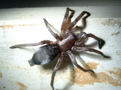 Mouse spider