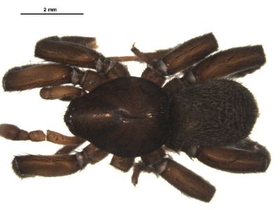Gnaphosa borea