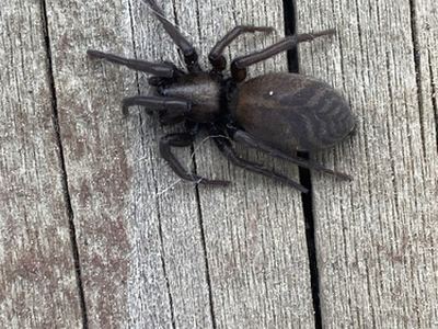 Gnaphosa brumalis