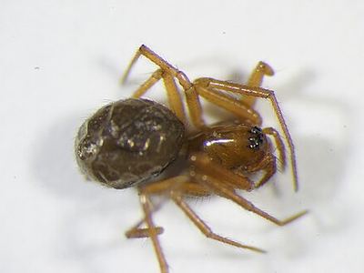 Aphileta misera