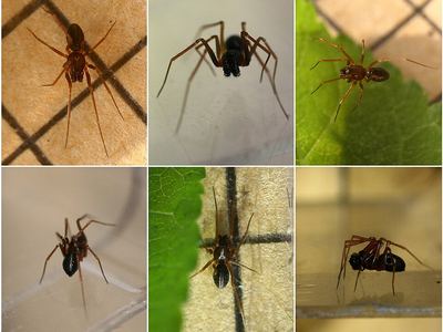Diplostyla concolor