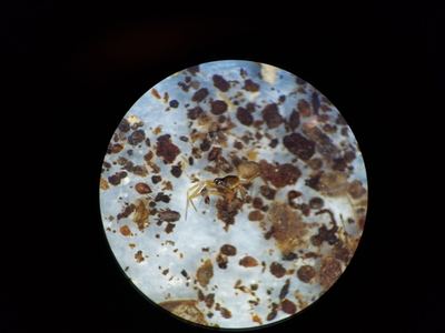 Origanates rostratus