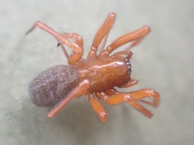 Undergrowth sheet-web weaver