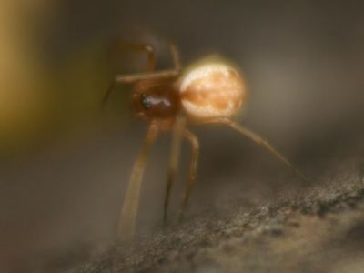 Estrandia grandaeva