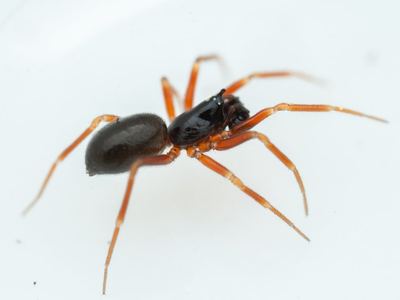 Related species: Walckenaeria directa