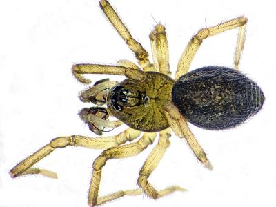 Pocadicnemis pumila