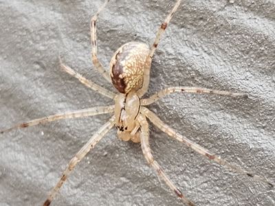 Hammock spider