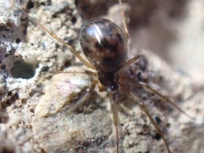 Tenuiphantes zelatus