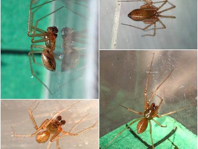 Helophora insignis