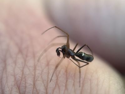 Common threaded sheetweaver