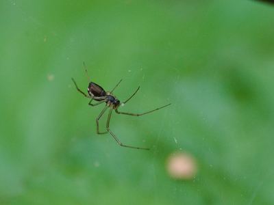 Dana sheet-web micro-weaver