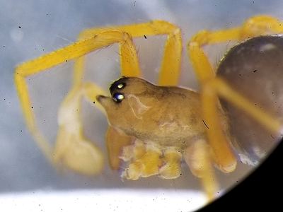 Coreorgonal monoceros