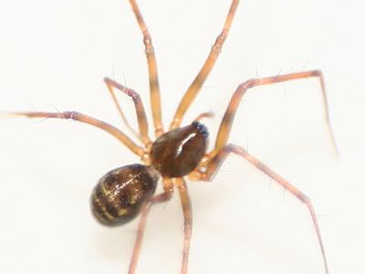 Household fine sheetweaver