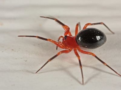 Peatland sheetweb weaver