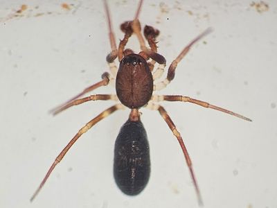 Ant sheet-web weaver