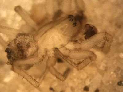 Grammonota gentilis